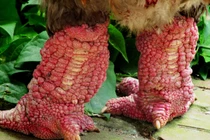 Đặc sản siêu ngon từ gà Đông Tảo tiến vua