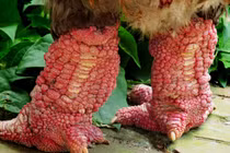 Đặc sản siêu ngon từ gà Đông Tảo tiến vua