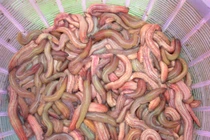 Những món ngon... cực khó nuốt (2)