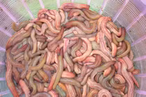 Những món ngon... cực khó nuốt (2)