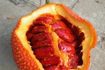 Hậu họa khôn lường khi ăn gấc sai cách