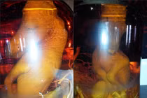 Rượu ngựa ngâm nguyên con: Coi chừng rước họa vào người 