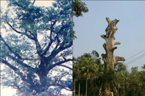 Cụ Cây di sản 400 tuổi "đột tử" vì... được vinh danh 