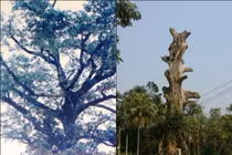 Cụ Cây di sản 400 tuổi "đột tử" vì... được vinh danh 