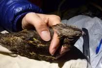 Khát tình, cú bay gần 1.000 km để tìm “bạn gái”