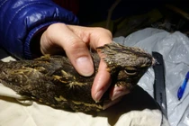 Khát tình, cú bay gần 1.000 km để tìm “bạn gái”