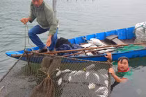 Cá chết hàng loạt ở cửa biển Lăng Cô