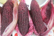 Công dụng chữa bệnh của ngô tím ít ai ngờ tới