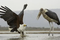 Cuộc chiến thú vị tại khu bảo tồn tư nhân Zimanga 