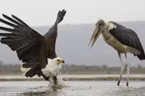 Cuộc chiến thú vị tại khu bảo tồn tư nhân Zimanga 