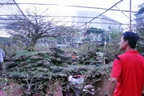 Trầm trồ cây mai cổ 160 năm tuổi, giá 1,6 tỷ