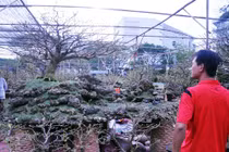 Trầm trồ cây mai cổ 160 năm tuổi, giá 1,6 tỷ