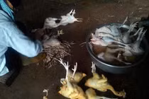 Video lột trần công nghệ biến gà, vịt lớn nhanh như thổi