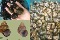 Cách chế bài thuốc từ ốc chữa bệnh hiệu nghiệm