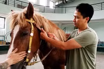 Sự thật tàn khốc ít người biết về những tiết mục xiếc ngựa