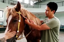 Sự thật tàn khốc ít người biết về những tiết mục xiếc ngựa