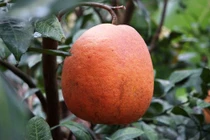 “Cháy hàng” bưởi đỏ tiến vua 500.000 đồng/cặp