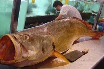 Choáng váng những con cá đắt ngang siêu xe