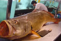 Choáng váng những con cá đắt ngang siêu xe