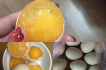 Hoang mang trứng giả đội lốt gà ta trở lại 