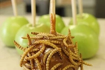 Đầu năm thưởng thức món ngon kinh dị từ sâu, côn trùng 