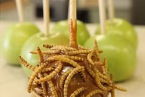 Đầu năm thưởng thức món ngon kinh dị từ sâu, côn trùng 