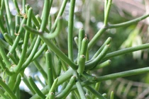 Chữa viêm xoang khỏi ngay nhờ cây xương cá