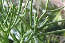 Chữa viêm xoang khỏi ngay nhờ cây xương cá