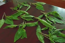 Kinh hoàng chồng dùng xăng tự thiêu chết cùng con trai