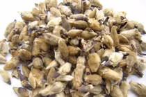 Hoa tân di vị thuốc quý, món quà vô giá từ thiên nhiên