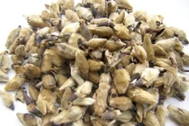 Hoa tân di vị thuốc quý, món quà vô giá từ thiên nhiên