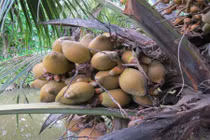 Cách dùng quả dừa điếc chữa bệnh ít người biết