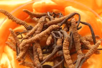 Cách phân biệt đông trùng hạ thảo thật và giả