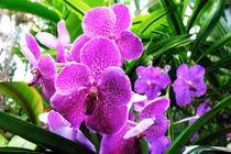 Kỹ thuật trồng, chăm sóc hoa phong lan nở đúng dịp Tết 