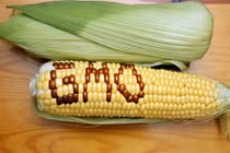 Trong mắt chuyên gia Việt thực phẩm biến đổi gen có an toàn?