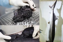 Tận mục cảnh chế biến món trứng cá tầm nghìn đô