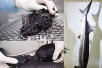 Tận mục cảnh chế biến món trứng cá tầm nghìn đô