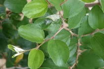 Lá cây táo ta chữa được những bệnh gì?