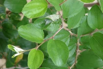 Lá cây táo ta chữa được những bệnh gì?