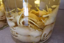 Đặc sản rượu chuột non có 1-0-2