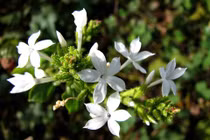 Chữa đau xương khớp, dạ dày hiệu quả từ cây bạch hoa xà