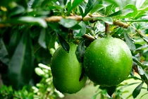 Tác dụng chữa bệnh không ngờ từ quả đào tiên 