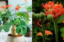 Bài thuốc chữa bệnh kỳ diệu từ cây ngô đồng