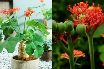 Bài thuốc chữa bệnh kỳ diệu từ cây ngô đồng