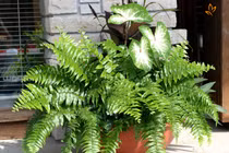 4 bài thuốc chữa bệnh hiệu nghiệm bằng cây dương xỉ 