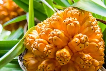 Cách dùng quả dứa dại làm thuốc chữa nhiều bệnh