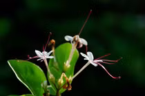 Bài thuốc quý chữa nhiều bệnh từ cây ngọc nữ biển