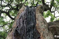 Diện kiến cây me độc nhất vô nhị giá 3,5 tỷ