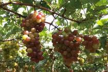 Những đối tượng cấm kỵ ăn nho nếu không muốn gặp bác sĩ 