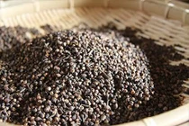 Cây vối vị thuốc quý, hộ trợ trị tiểu đường